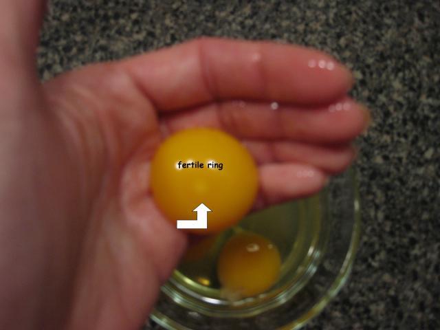 43104_1-13-10_fertile_eggs_22.jpg