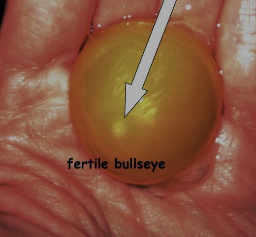 43104_1-13-10_fertile_eggs_photoshopd13.jpg