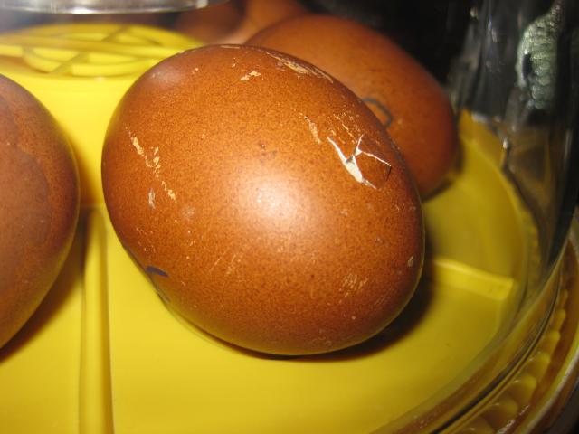 43104_1-17-11_egg_2_day2_pip.jpg