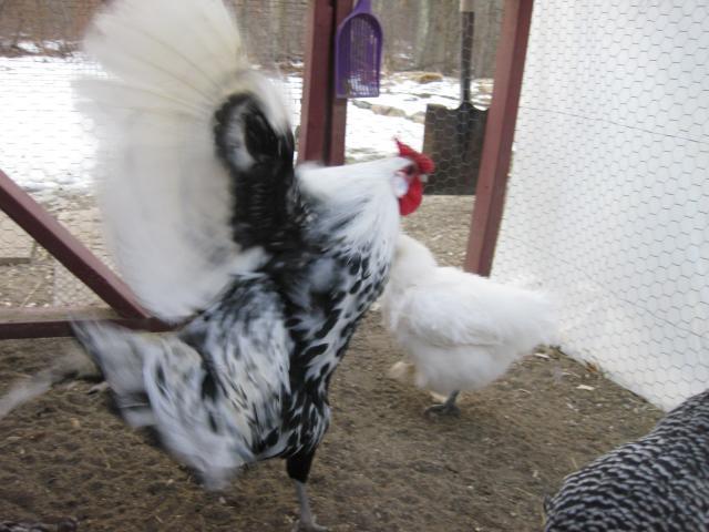 43104_1-4-11_simon_23wks_8.jpg