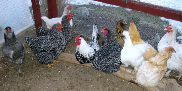 43104_1-4-11_the_flock.jpg