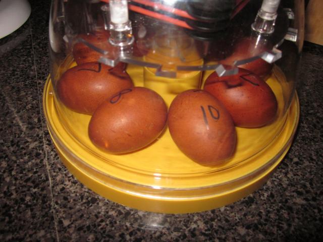 43104_12-29-10_black_copper_marans_eggs_2.jpg