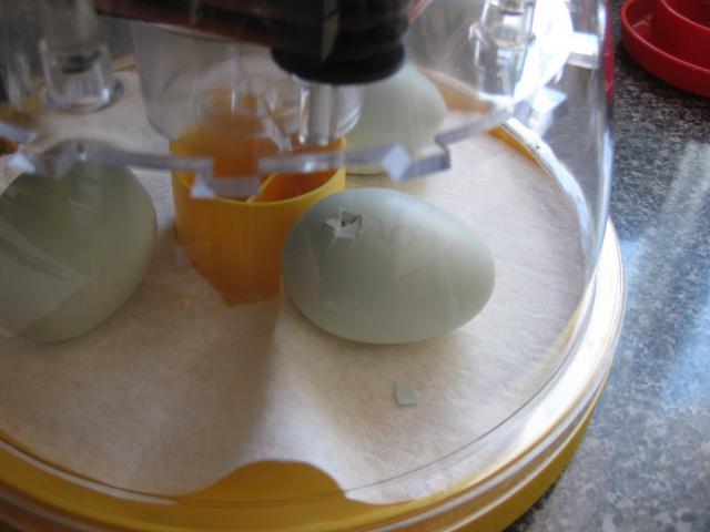43104_2-11-10_hatched_soupy.jpg