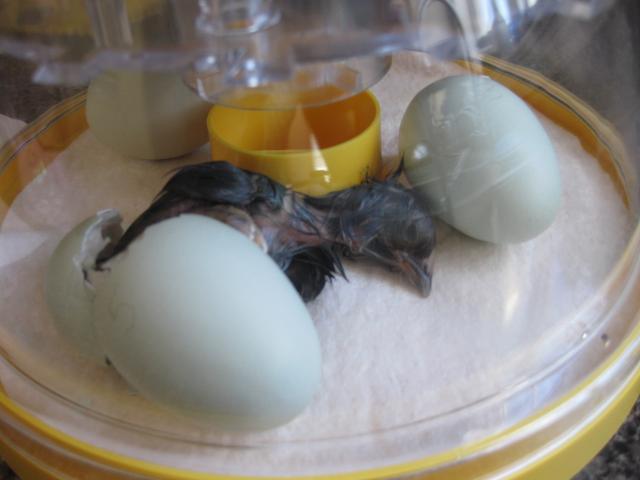 43104_2-11-10_hatched_soupy_23.jpg