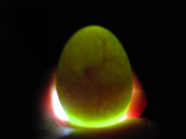 43104_2-17-10_day_4_egg4_01.jpg