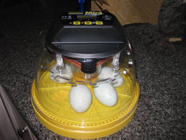 43104_2-2-10_first_hatch_11dys_to_go.jpg