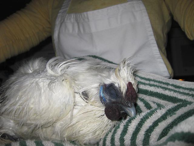 43104_2-23-10_friedas_bath_2.jpg