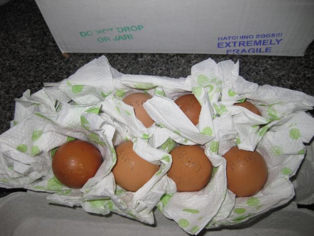 43104_4-9-10_blue_splash_maran_eggs.jpg