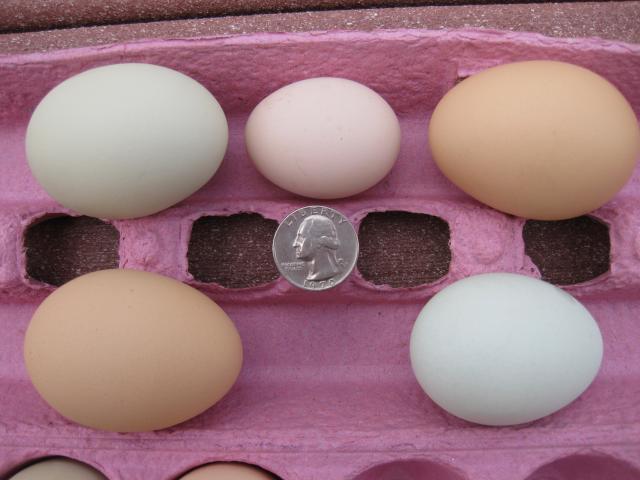 43104_6-1-10_monicas_1st_egg.jpg