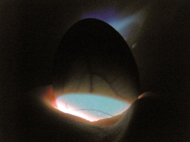 43104_7-20-10_candling_day_4to_go_14a.jpg