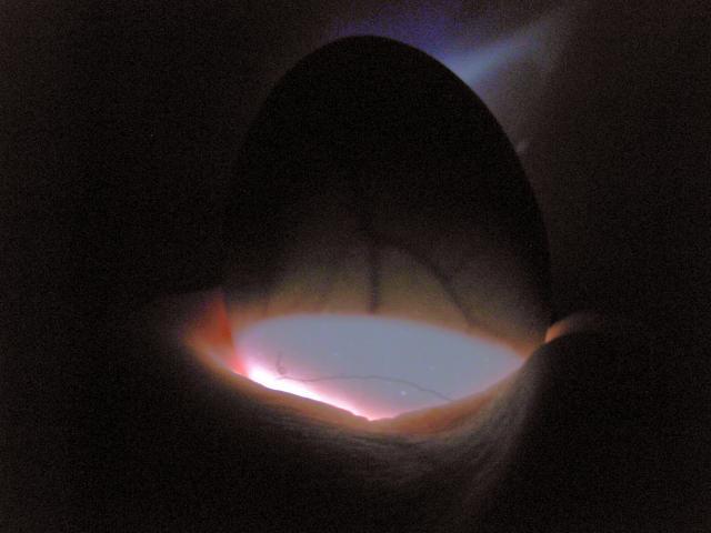 43104_7-20-10_candling_day_4to_go_15a.jpg