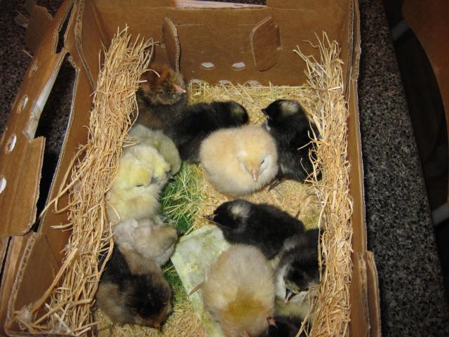 43104_7-22-09_new_chicks_3.jpg