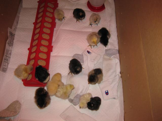 43104_7-22-09_new_chicks_4.jpg