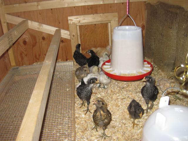 43104_8-11-09_chicks_4_wks_old.jpg