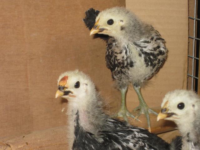 43104_8-12-10_silver_spangled_hamburgs_3wks_14.jpg