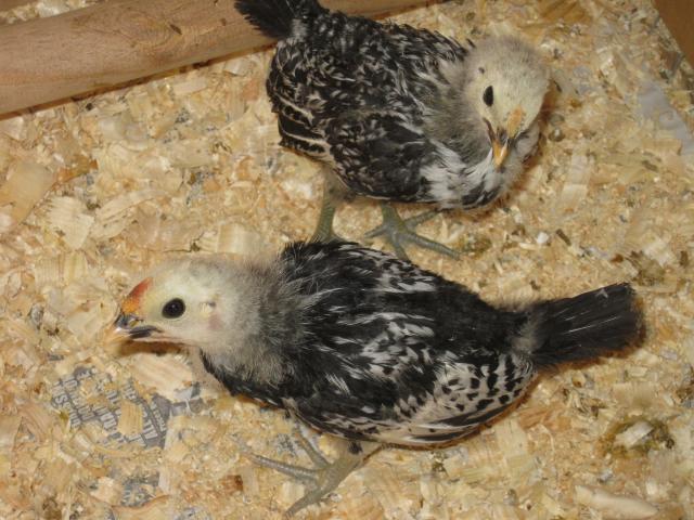 43104_8-12-10_silver_spangled_hamburgs_3wks_5.jpg