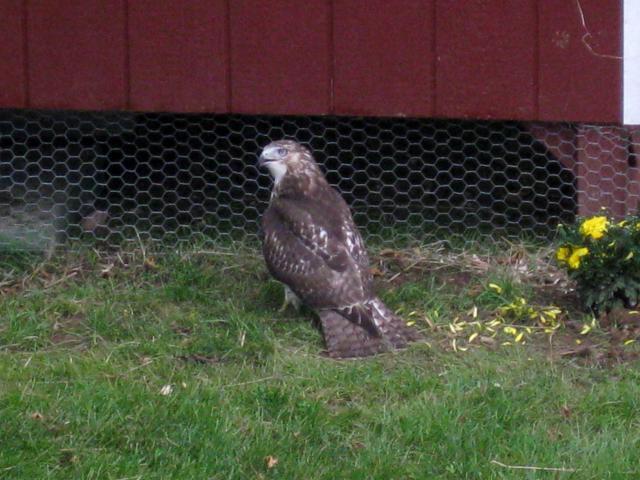 43104_8-22-09_coop_hawk.jpg