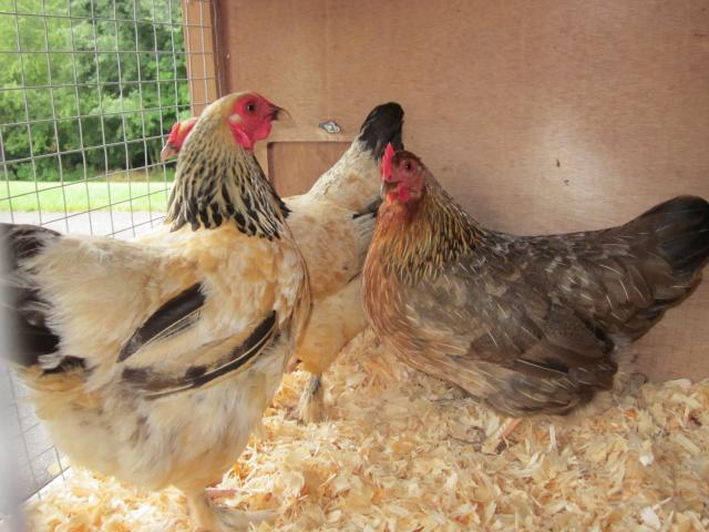 43104_8-27-11_new_chickens_18mos_5.jpg