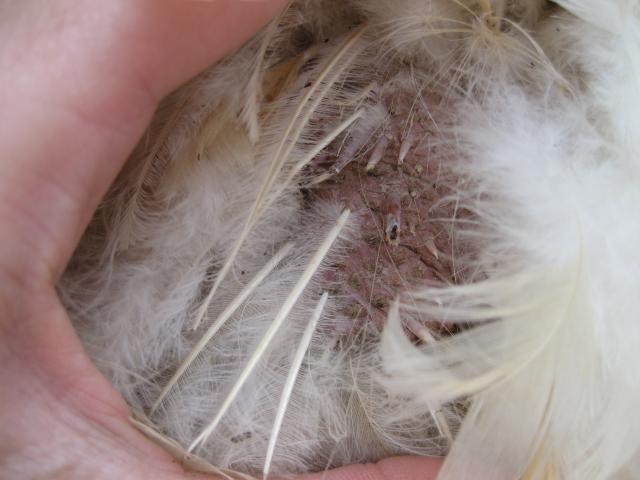 43104_8-8-10_9.jpg