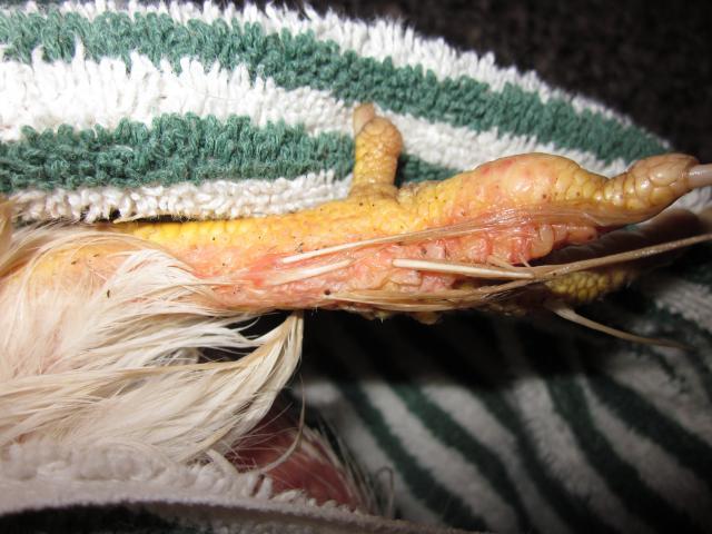 43104_9-16-10_phoebes_toe.jpg