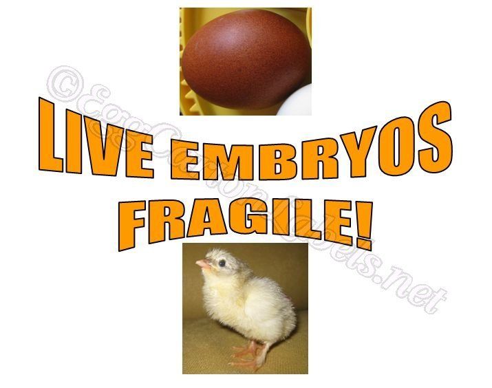 43104_9c_live_embryos_fragile_wmarans_cx_and_egg.jpg
