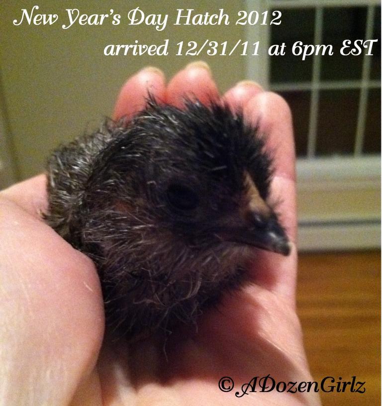 43104_new_years_day_oe_2nd_to_hatch.jpg