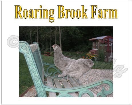 43104_sample_roaring_brook_farm_ameraucanas.jpg