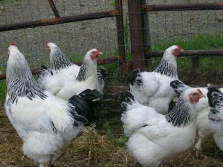 43136_brahma_hens_1.jpg