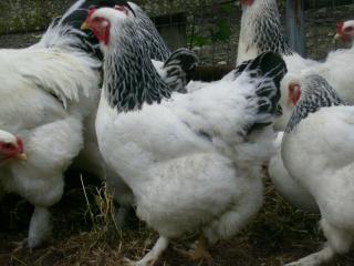 43136_brahma_hens_4.jpg