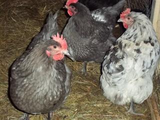 43136_chickens_2-2011_10.jpg