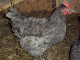 43136_chickens_2-2011_8.jpg