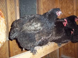 43136_chickens_winter_2011_005.jpg