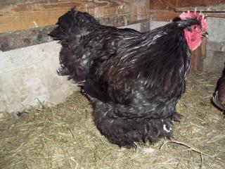 43136_chickens_winter_2011_007.jpg