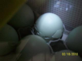 43136_eggs_hatch_002.jpg