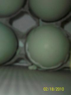 43136_eggs_hatch_005.jpg