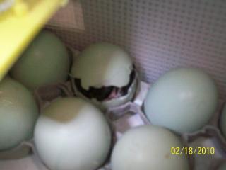 43136_eggs_hatch_007.jpg