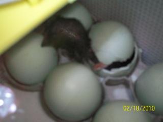 43136_eggs_hatch_009.jpg