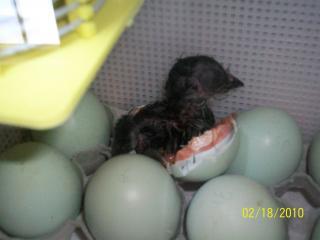 43136_first_hatch_003.jpg