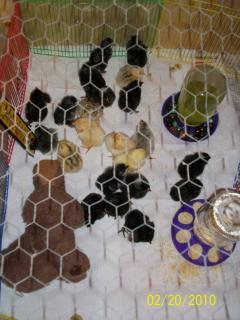 43136_first_hatch_chicks_010.jpg