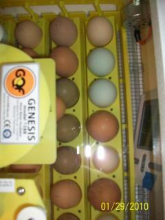 43136_first_hatch_set_1-29-10_3.jpg