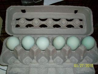 43136_flf_lav_ameraucanas.jpg