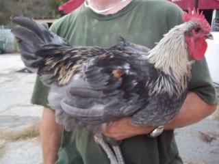 43136_marans_9-2010_1.jpg