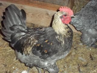 43136_marans_9-2010_10.jpg