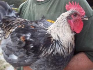 43136_marans_9-2010_3.jpg