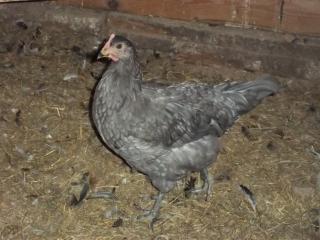 43136_marans_9-2010_4.jpg