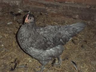 43136_marans_9-2010_5.jpg