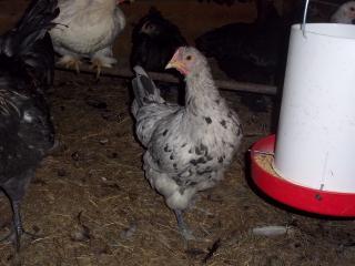 43136_marans_9-2010_8.jpg