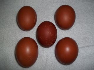 43136_marans_eggs.jpg