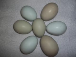43136_oe_eggs.jpg