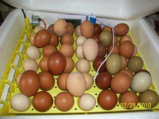 43136_second_batch_of_eggs_3-2010_004.jpg